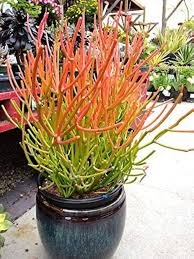 Firestick Plant
